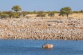 Gemsbok  Oryx Gazella completely standing in the water drinking at the Okaukuejo waterhole, Etosha National Park, Namibia. Royalty Free Stock Photo