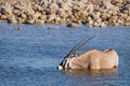 Gemsbok  Oryx Gazella completely standing in the water drinking at the Okaukuejo waterhole, Etosha National Park, Namibia. Royalty Free Stock Photo