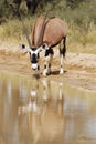 Gemsbok (Oryx gazella) drinking Royalty Free Stock Photo