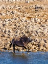 Gemsbok  Oryx Gazella drinking at the Okaukuejo waterhole, Etosha National Park, Namibia. Royalty Free Stock Photo