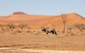 Gemsbok, Oryx gazella on dune, Namibia Wildlife Royalty Free Stock Photo