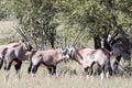 Gemsbok, Oryx gazella gazella, in Etosha National Park, Namibia Royalty Free Stock Photo