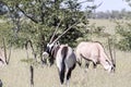 Gemsbok, Oryx gazella gazella, in Etosha National Park, Namibia Royalty Free Stock Photo