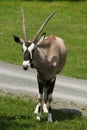 Gemsbok Oryx gazella gazella