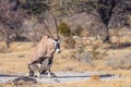 A Gemsbok ( Oryx Gazella) pooping, Etosha National Park, Namibia. Royalty Free Stock Photo