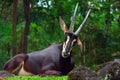 Gemsbok or Oryx gazella at Prigen Safari Garden, Indonesia