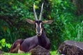 Gemsbok or Oryx gazella at Prigen Safari Garden, Indonesia