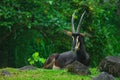 Gemsbok or Oryx gazella at Prigen Safari Garden, Indonesia