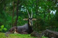 Gemsbok or Oryx gazella at Prigen Safari Garden, Indonesia