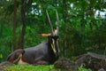 Gemsbok or Oryx gazella at Prigen Safari Garden, Indonesia