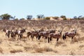 Gemsbok, Oryx gazella on sand dune Royalty Free Stock Photo