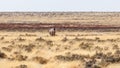 Gemsbok  Oryx Gazella standing and looking at the camera, Etosha National Park, Namibia. Royalty Free Stock Photo