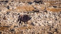 Gemsbok  Oryx Gazella walking, Etosha National Park, Namibia. Royalty Free Stock Photo