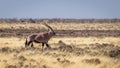 Gemsbok  Oryx Gazella walking, Etosha National Park, Namibia. Royalty Free Stock Photo