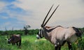 Gemsbok (Oryx) grazing. Kgalagadi Transfrontier Park. Northern Cape, South Africa