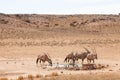 Gemsbok or oryx grazing near a waterhole in the Kalahari desert Royalty Free Stock Photo