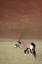 Gemsbok oryx in Namib Desert Royalty Free Stock Photo