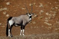 Gemsbok oryx, Namib desert dunes Royalty Free Stock Photo
