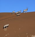 Gemsbok (Oryx) - Namib-Nuakluft Desert - Namibia