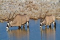 Gemsbok oryx namibia deserts and nature in national parks