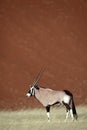 Gemsbok oryx by red desert dunes of Sossusvlei Royalty Free Stock Photo