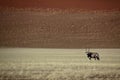 Gemsbok oryx in the red desert of Sossusvlei