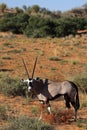 Gemsbok oryx in red Kalahari desert dunes