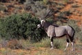 Gemsbok oryx in red Kalahari desert dunes Royalty Free Stock Photo