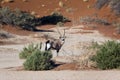 Gemsbok (Oryx) - Sossusvlei in Namibia