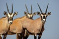 Gemsbok oryx trio of calves, Kalahari desert Royalty Free Stock Photo