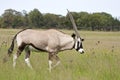 Gemsbok (Oryx) Walking through grassland