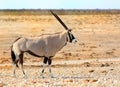 gemsbok oryx at a waterhole