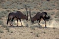 Gemsbok oryxes fighting, Kalahari desert