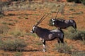 Gemsbok oryxes in red Kalahari desert dunes