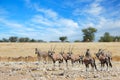 Gemsbok and plains zebras - Etosha National Park Royalty Free Stock Photo