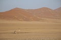 Gemsbok in sand dunes, Oryx gazella, Namib-Naukluft National Park, Namibia Royalty Free Stock Photo