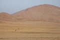 Gemsbok in sand dunes, Oryx gazella, Namib-Naukluft National Park, Namibia Royalty Free Stock Photo