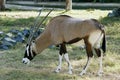 gemsbok or South African oryx (Oryx gazella) is a large antelope in the genus Oryx Royalty Free Stock Photo