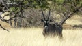 Gemsbok or South African oryx staring at camera