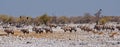 Gemsbok, Springbok & Vultures in Etosha National Park, Namibia Royalty Free Stock Photo