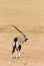 Gemsbok standing in desert