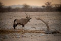 Gemsbok stands in profile turning towards camera