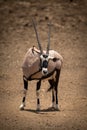 Gemsbok stands on rocky ground craning neck Royalty Free Stock Photo