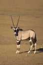 Gemsbok stood in the desert