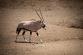 Gemsbok walking across stony ground lifting hoof