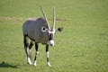 Gemsbok walking