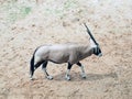 The Gemsbok walks in the national park. The gemsbok or gemsbuck is a large African antelope with long straight upright horns.
