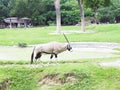 The Gemsbok walks in the national park. The gemsbok or gemsbuck Oryx gazella is a large African antelope with long straight near