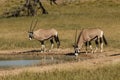 Gemsbok at waterhole in Kgalagadi Transfrontier Pa