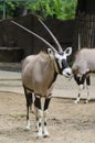 Gemsboks at zoo